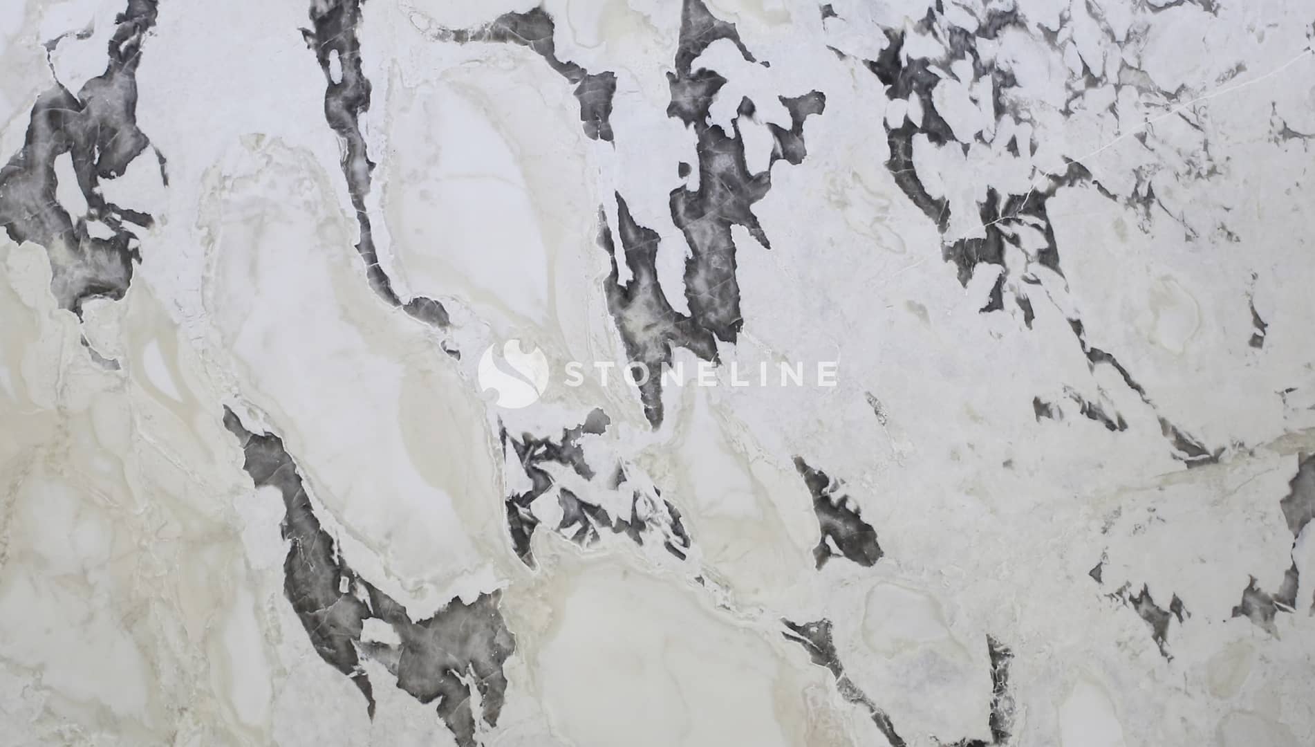 DOVE WHITE