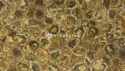Close-up of fossilized wood texture pattern