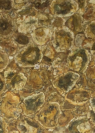 Close-up of fossilized wood texture pattern